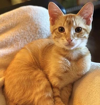 british shorthair orange tabby