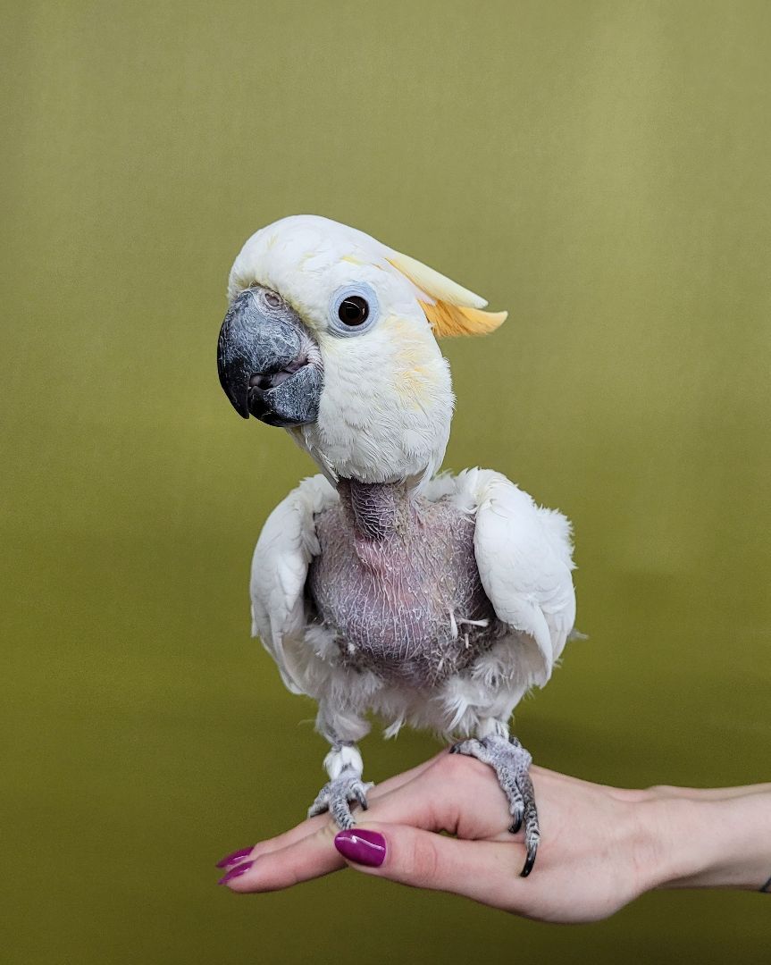 Parrot for adoption Goldie, a Cockatoo in Sheboygan Falls, WI Petfinder