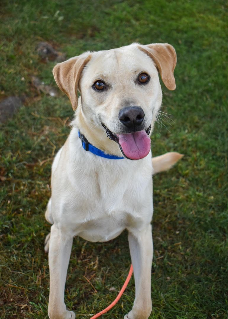 Dog for adoption Dunkin, a Yellow Labrador Retriever Mix in Glendale