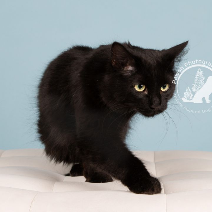 Barbie (FIV+), an adoptable Domestic Long Hair Mix in Minneapolis, MN_image-2