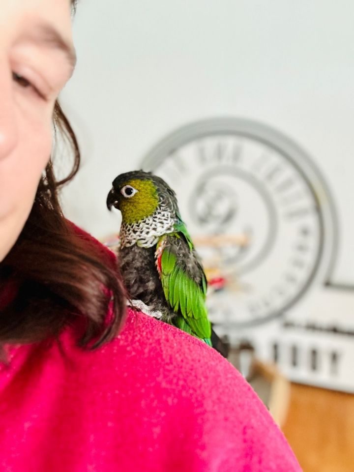 buying a parrot at the pet shop adopt me｜TikTok Search