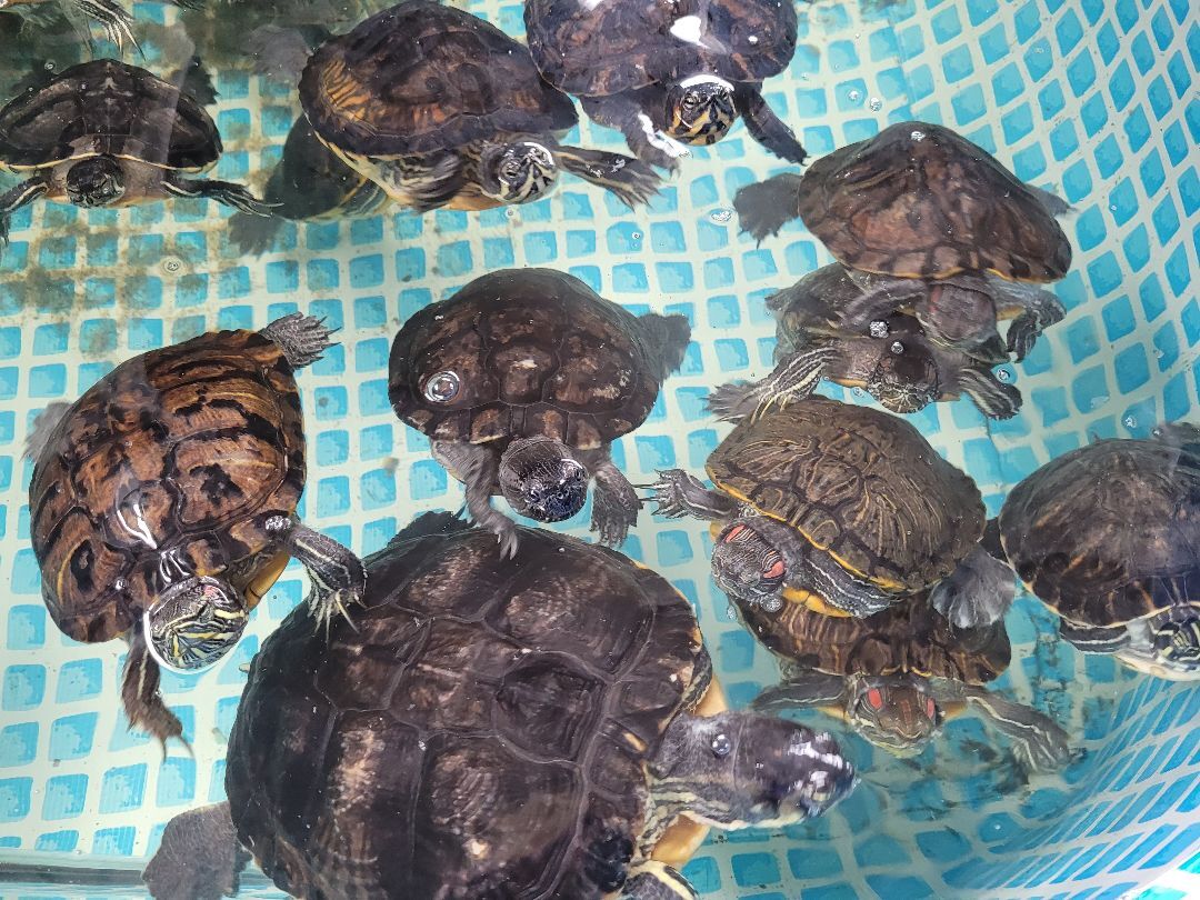 Turtle for adoption - Aquatic Turtles, a Turtle in Sheboygan Falls, WI ...