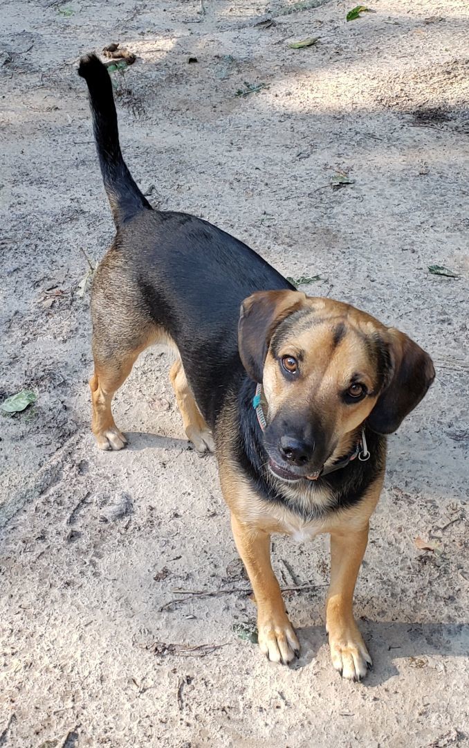 Shepherd hound sales mix dog