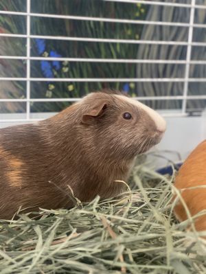 Vander (bonded w/Dahli)