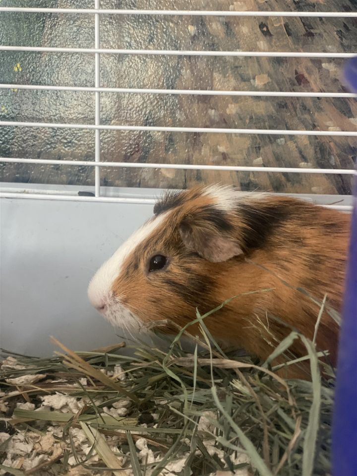 Dahli (bonded w/Vander) 1