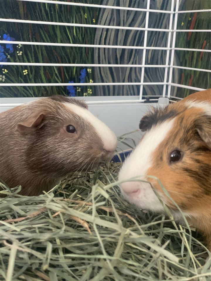 Dahli (bonded w/Vander) 2