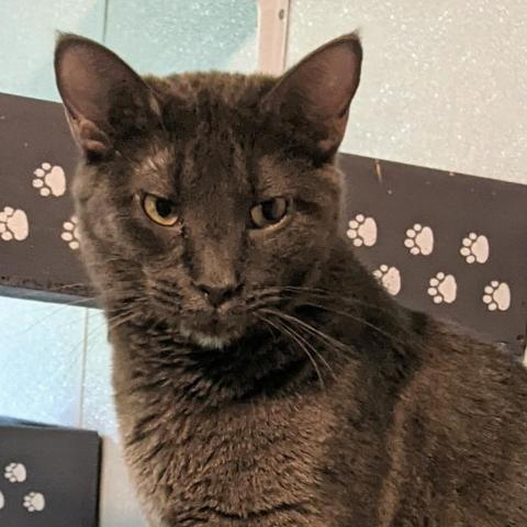 Roulette, an adoptable Russian Blue, Domestic Short Hair in Brighton, MO, 65617 | Photo Image 2