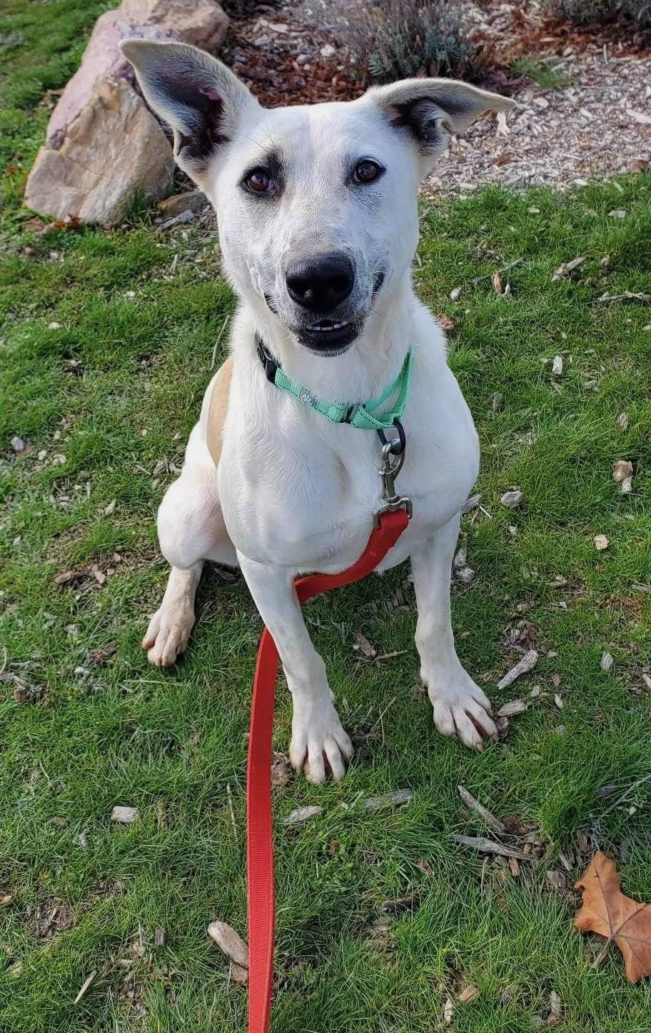 Hannah, an adoptable Pit Bull Terrier in Yreka, CA, 96097 | Photo Image 2