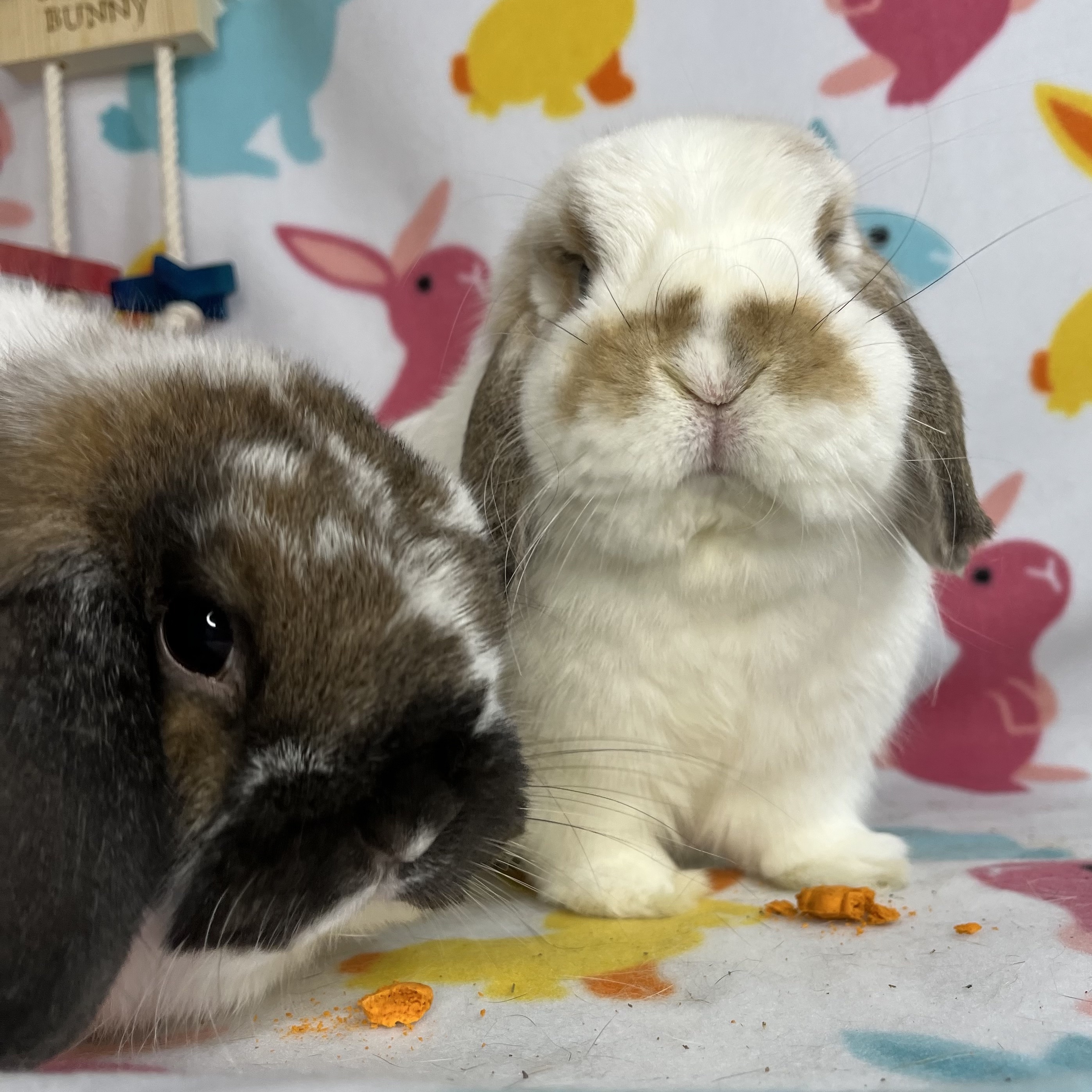 Rabbit for adoption Emma and Herman, a Holland Lop in Waynesboro, VA