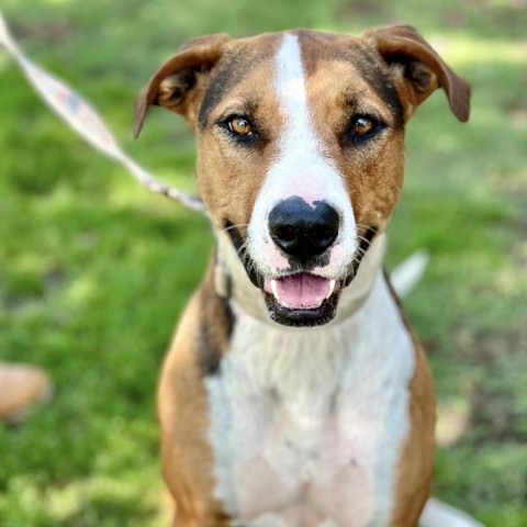 Lolly / Shiloh, an adoptable Mixed Breed in Fresno, CA, 93725 | Photo Image 1