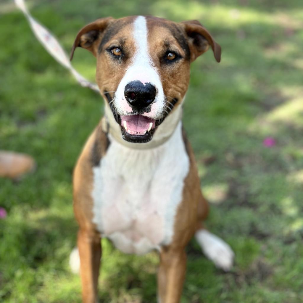 Lolly / Shiloh, an adoptable Mixed Breed in Fresno, CA, 93725 | Photo Image 1