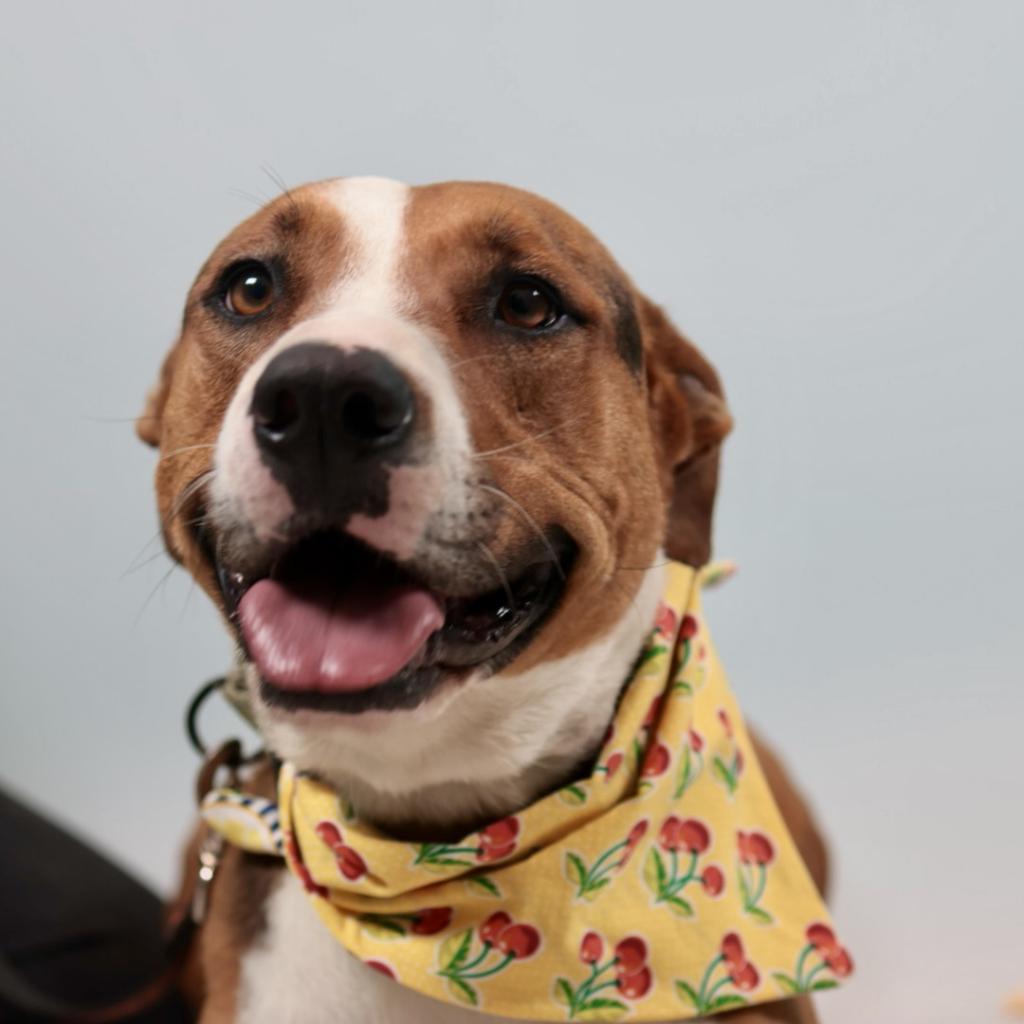 Lolly / Shiloh, an adoptable Mixed Breed in Fresno, CA, 93725 | Photo Image 1