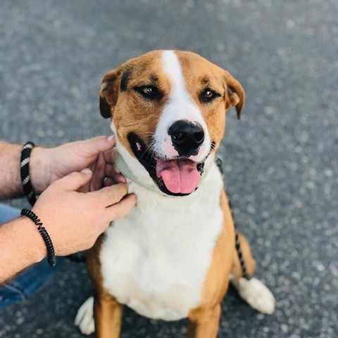 Lolly / Shiloh, an adoptable Mixed Breed in Fresno, CA, 93725 | Photo Image 2