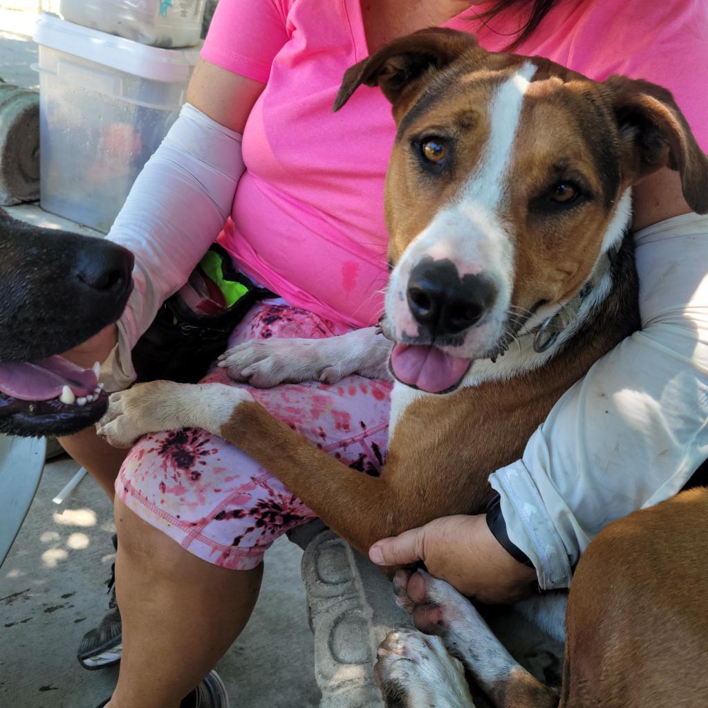 Lolly / Shiloh, an adoptable Mixed Breed in Fresno, CA, 93725 | Photo Image 3