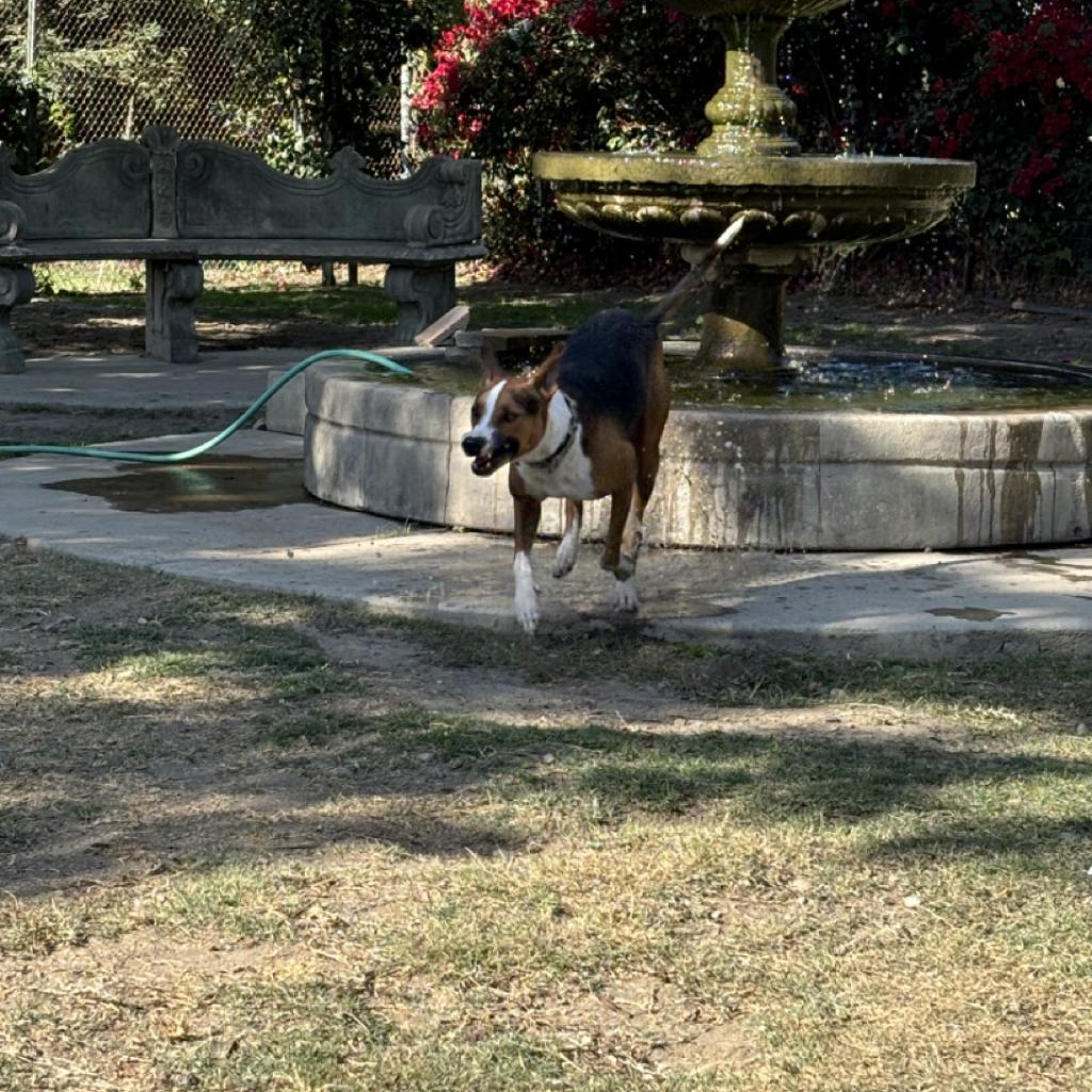 Lolly, an adoptable Hound, Pit Bull Terrier in Fresno, CA, 93725 | Photo Image 3