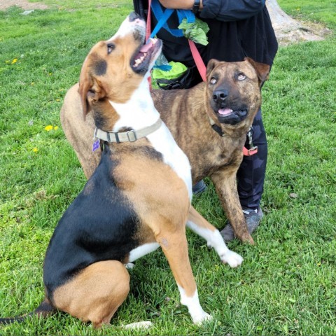 Lolly / Shiloh, an adoptable Mixed Breed in Fresno, CA, 93725 | Photo Image 4