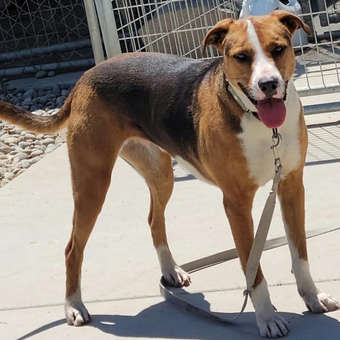 Lolly / Shiloh, an adoptable Mixed Breed in Fresno, CA, 93725 | Photo Image 6