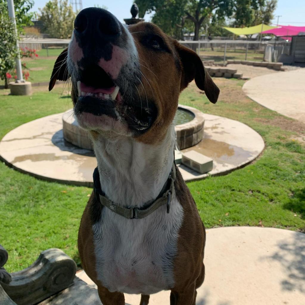 Lolly / Shiloh, an adoptable Mixed Breed in Fresno, CA, 93725 | Photo Image 6