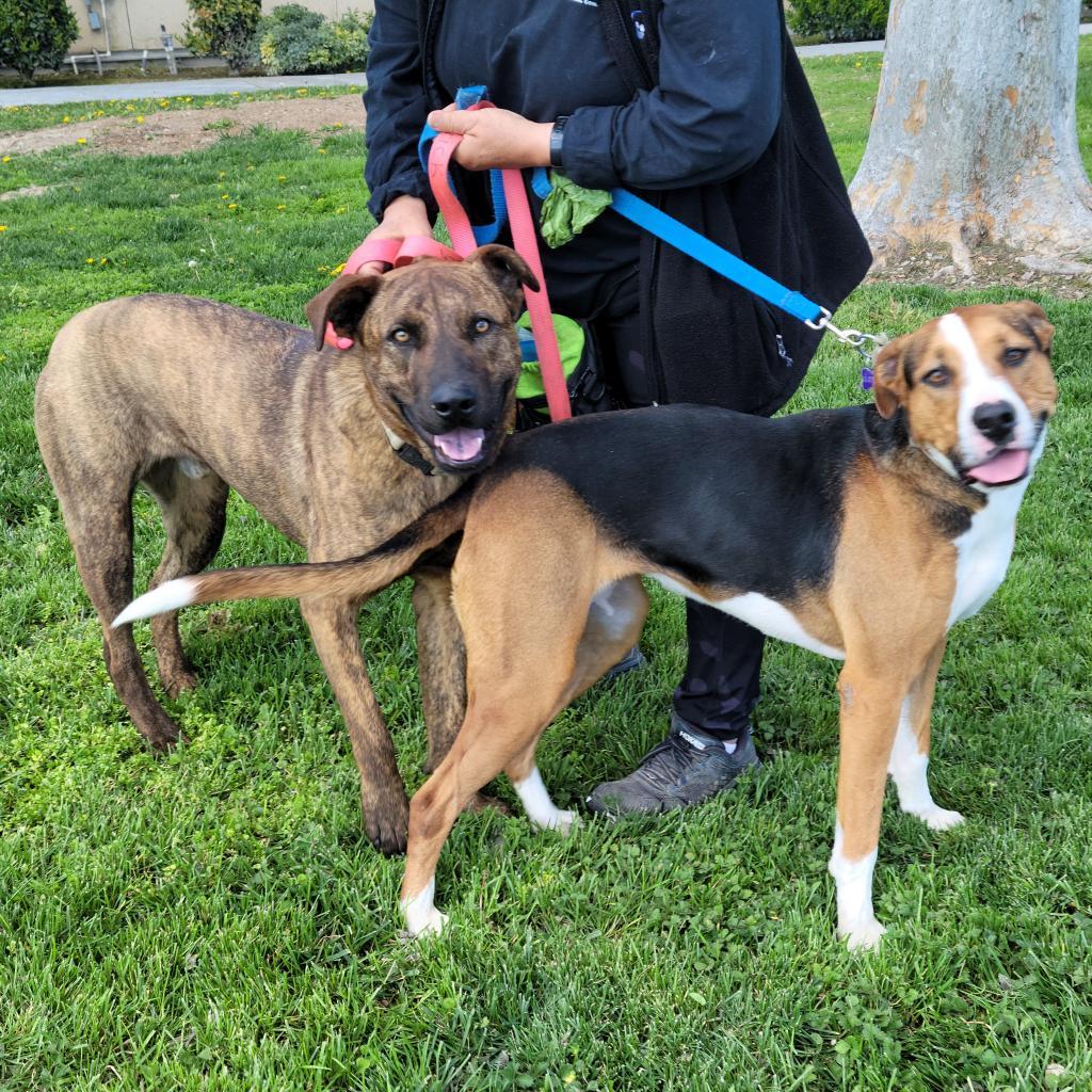 Lolly / Shiloh, an adoptable Mixed Breed in Fresno, CA, 93725 | Photo Image 6