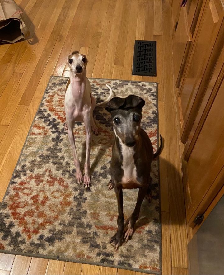 Dobby 1