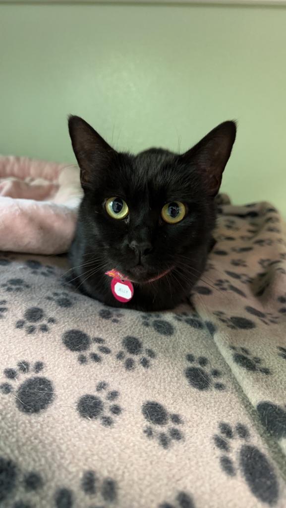 Jelly, an adoptable Domestic Short Hair in Hot Springs, AR, 71901 | Photo Image 1