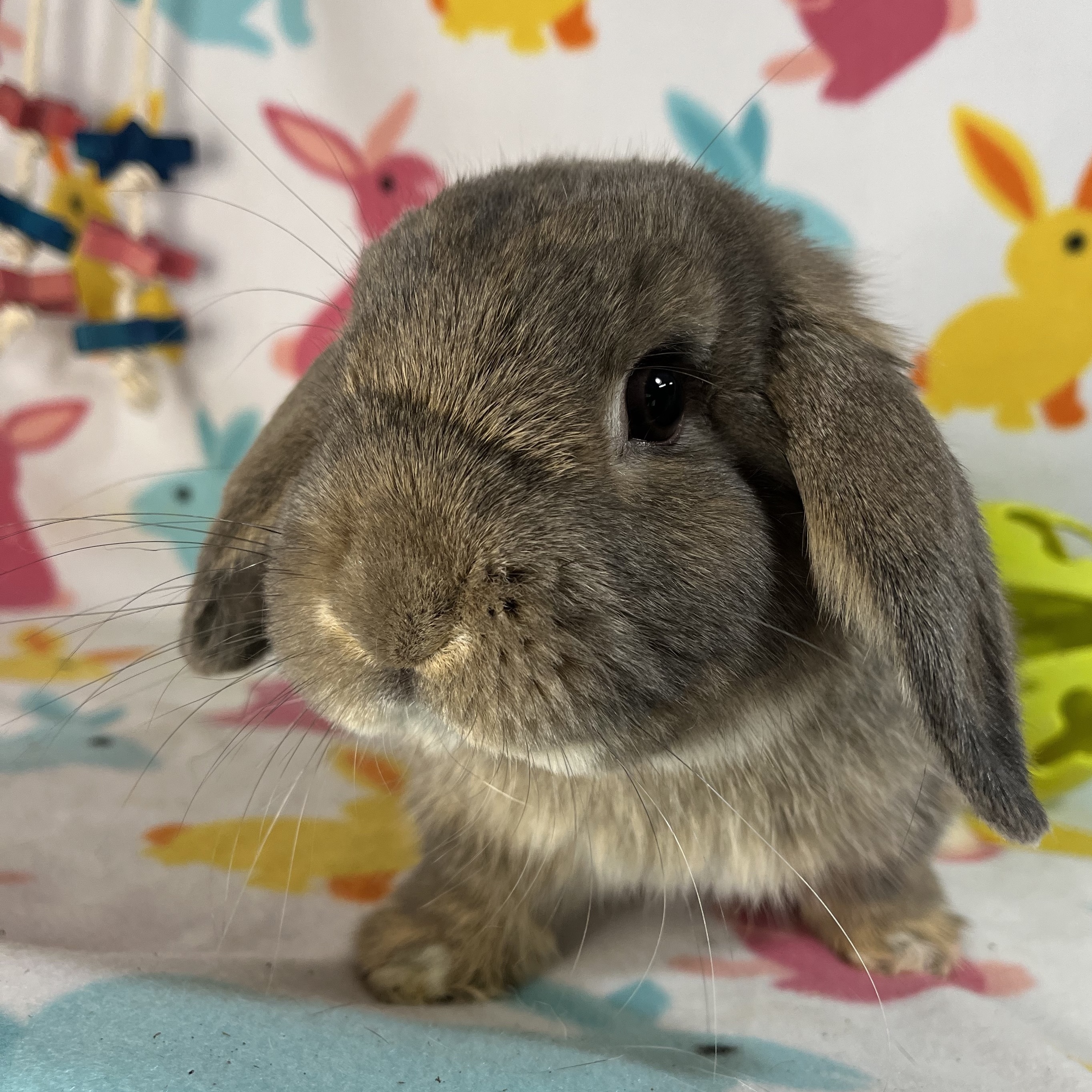 Adopt a best sale holland lop