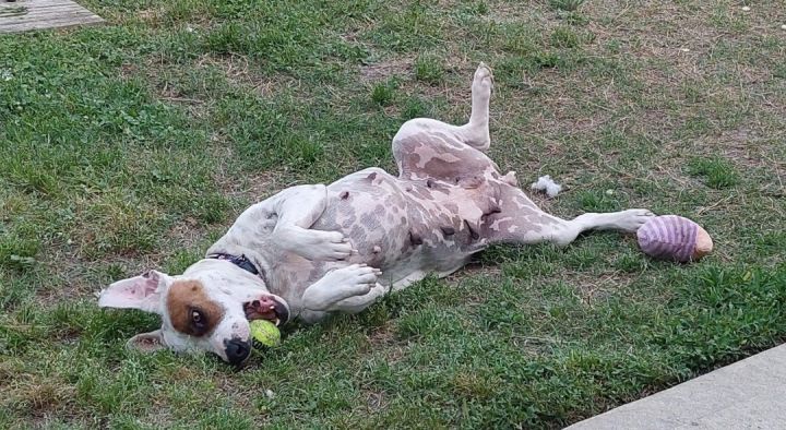 Blossom (foster to adopt) 2