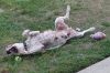 Blossom (foster to adopt)