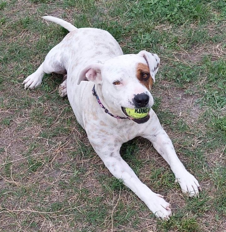 Blossom (foster to adopt) 1