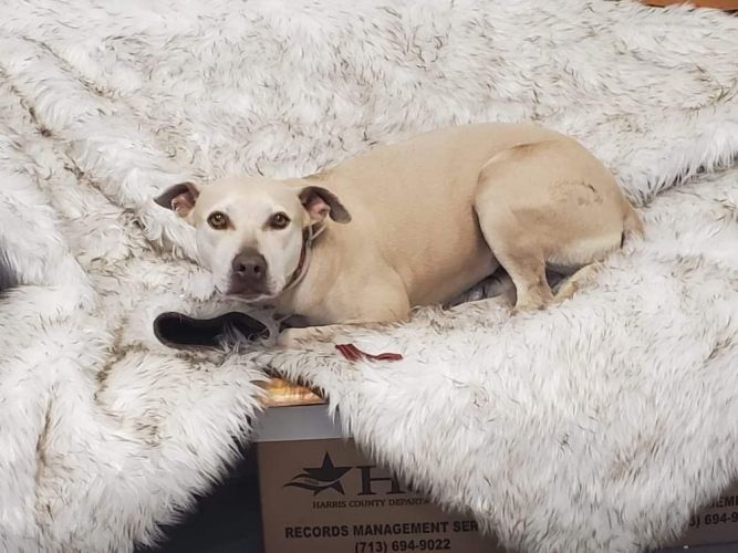 Goldie Marie (foster to adopt)