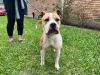 Biscuit (foster to adopt)