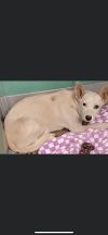 Bailey (foster to adopt)