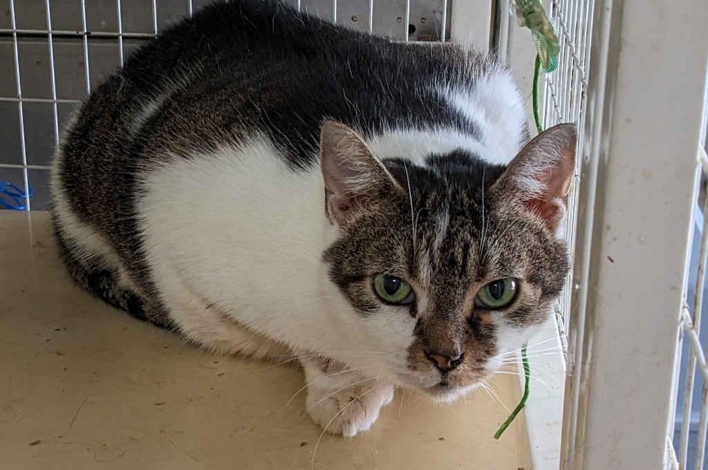 Mittens, an adoptable Domestic Medium Hair in St. Augustine, FL, 32084 | Photo Image 1