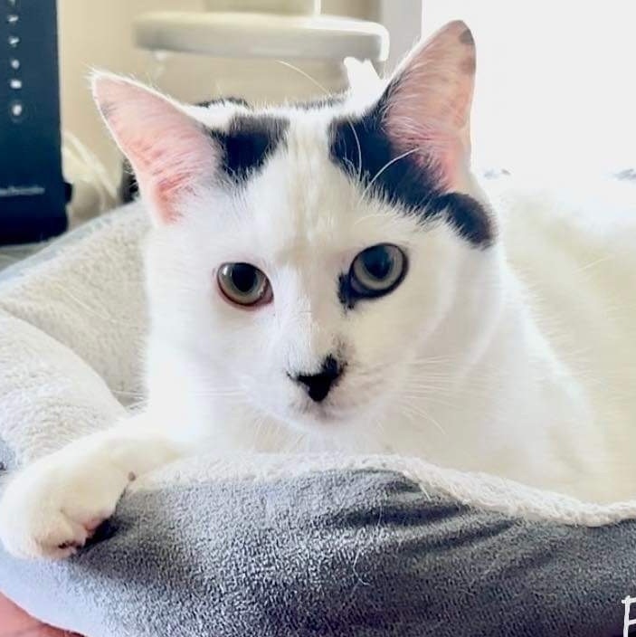 Cat for adoption Figaro a Domestic Short Hair in Queenstown MD