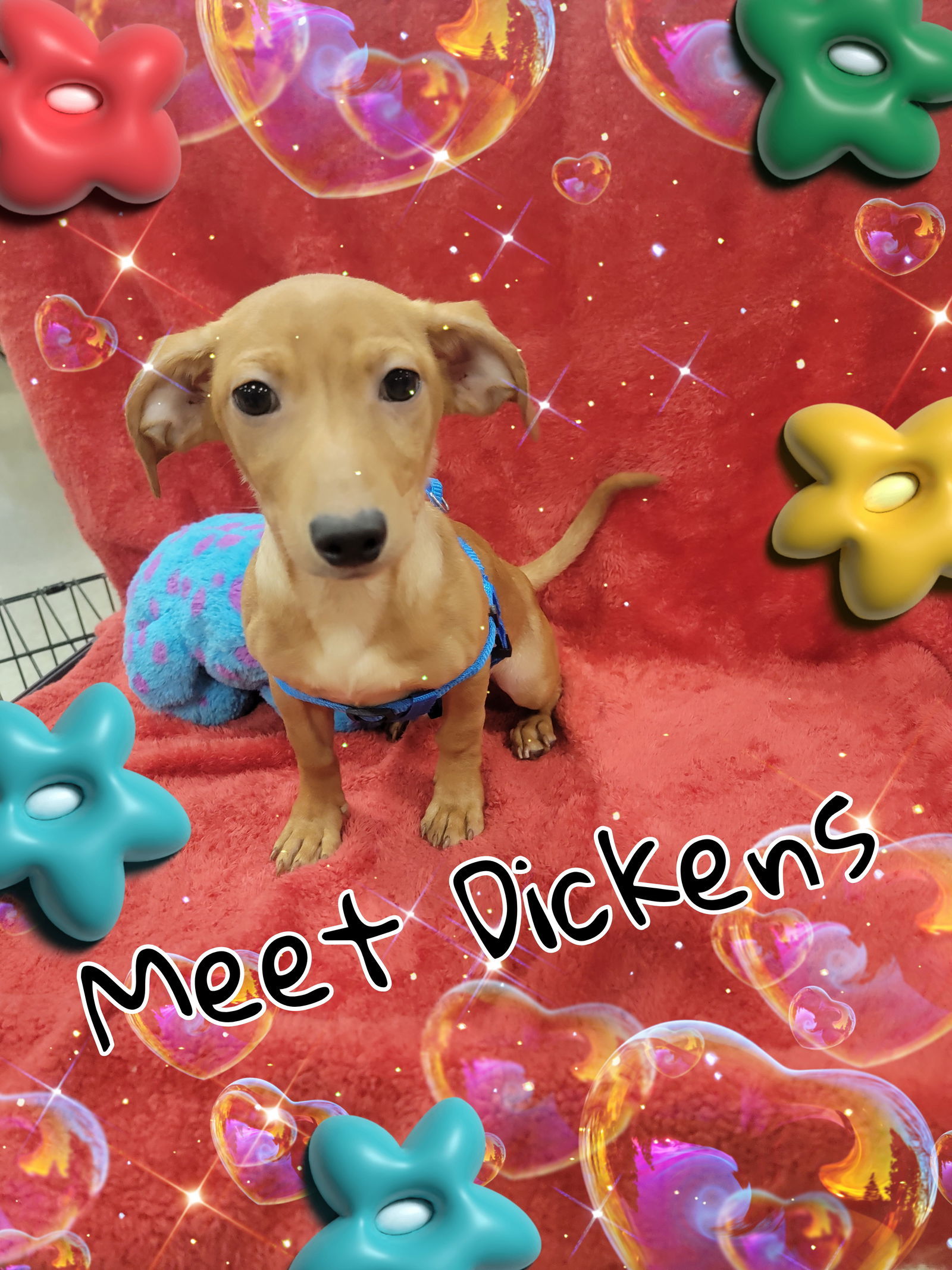 Dickens, an adoptable Dachshund in San Antonio, TX, 78217 | Photo Image 1