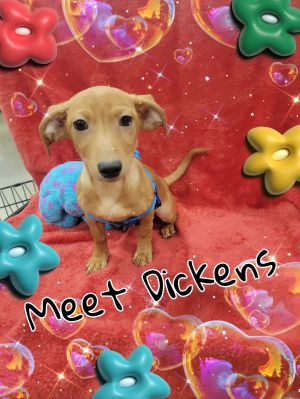Dickens, Young Male Dachshund