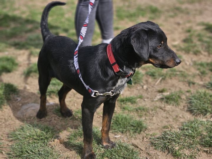Johnny, an adopted Black and Tan Coonhound & Bluetick Coonhound Mix in Bloomingdale, NJ_image-3