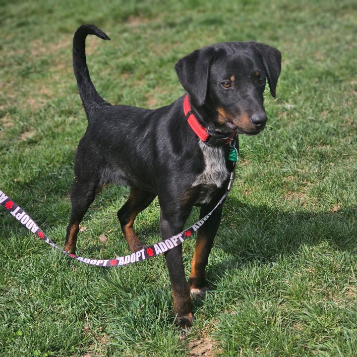 Johnny, an adopted Black and Tan Coonhound & Bluetick Coonhound Mix in Bloomingdale, NJ_image-1