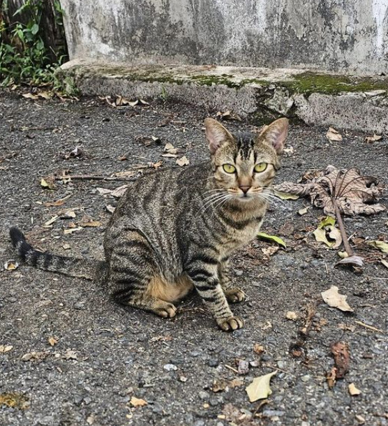 Sajori, an adoptable Domestic Short Hair in Rincon, PR, 00677 | Photo Image 1