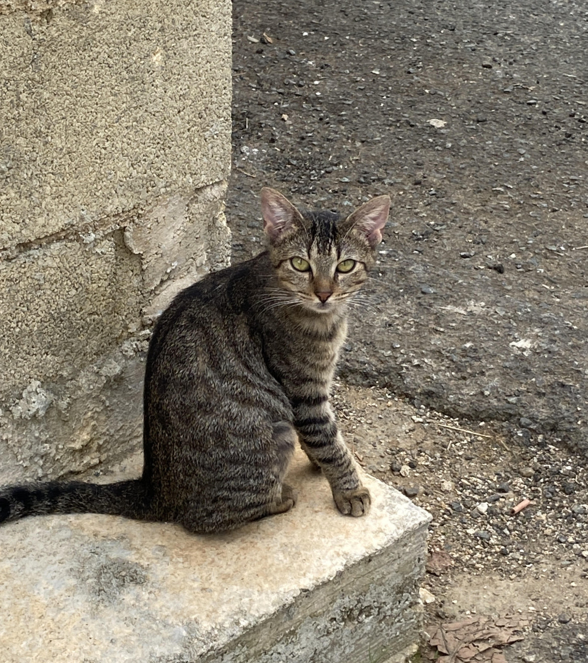 Sajori, an adoptable Domestic Short Hair in Rincon, PR, 00677 | Photo Image 2