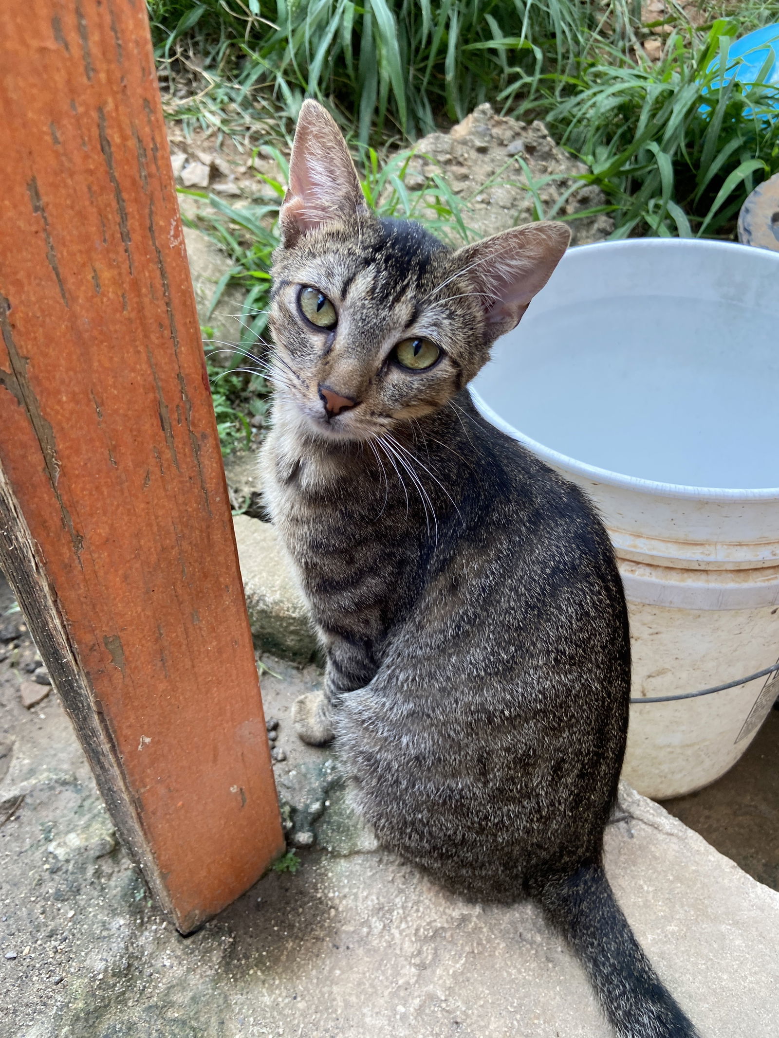 Sajori, an adoptable Domestic Short Hair in Rincon, PR, 00677 | Photo Image 3