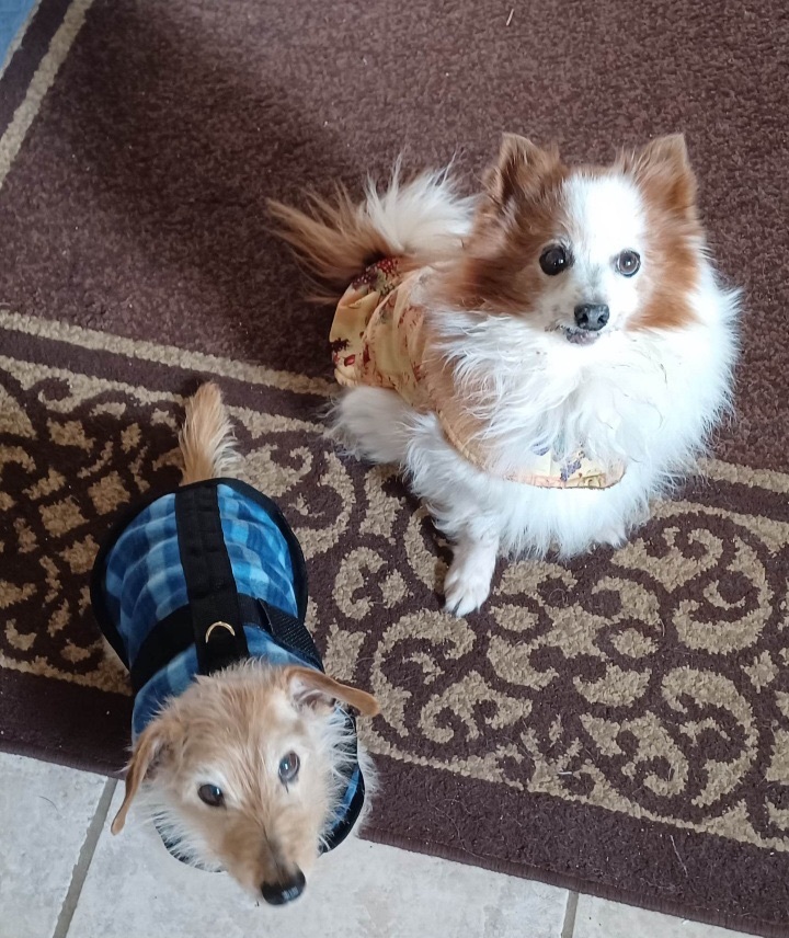 Bonnie & Clyde (bonded), an adoptable Pomeranian in Burbank, CA, 91505 | Photo Image 2