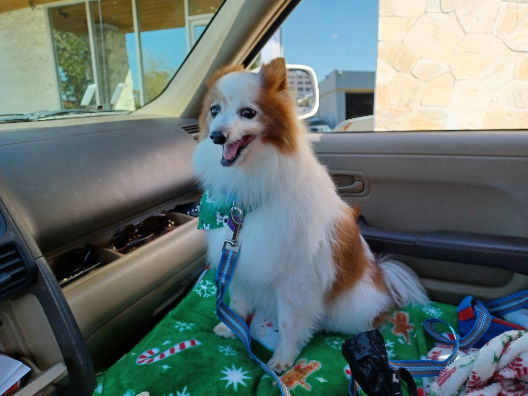 Bonnie & Clyde (bonded), an adoptable Pomeranian in Burbank, CA, 91505 | Photo Image 5