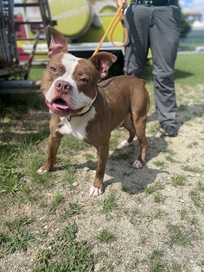 Boston terrier blue hot sale nose pitbull mix