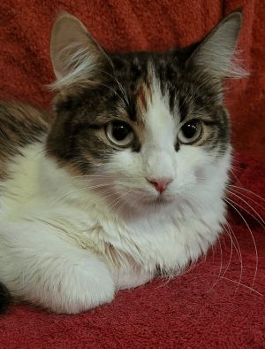 Octavia and Livia (Bonded Pair)