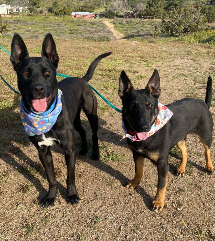 Black labrador sale cross kelpie