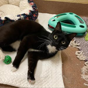 Pumba here Im a 3yr old lovingaffectionate kitty who would love to find a place to settle down I