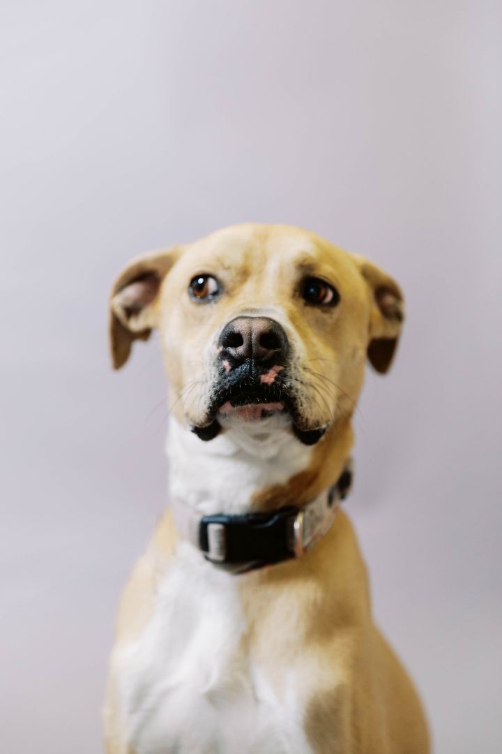 Leila, an adoptable Boxer in El Paso, TX, 79938 | Photo Image 1