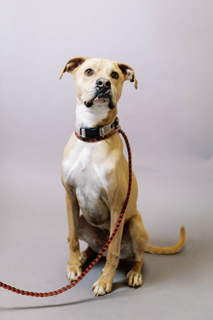 Leila, an adoptable Boxer in El Paso, TX, 79938 | Photo Image 2