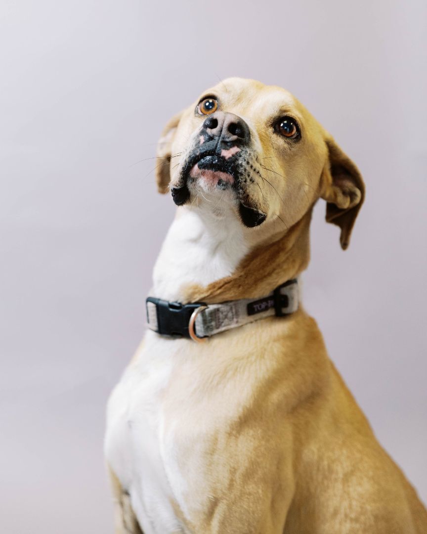 Leila, an adoptable Boxer in El Paso, TX, 79938 | Photo Image 3
